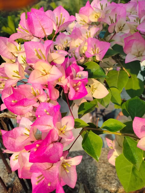 Thai Delight Bougainvillea Plant - Naturemart
