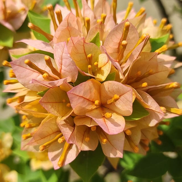 21 Jewel Peach Bougainvillea Plant - Naturemart