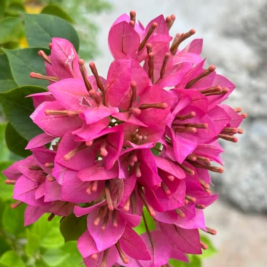 Jewel Pink Bougainvillea Plant - Naturemart
