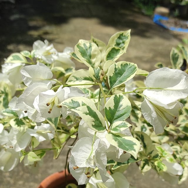 Ssb White bougainvillea Plant - Naturemart