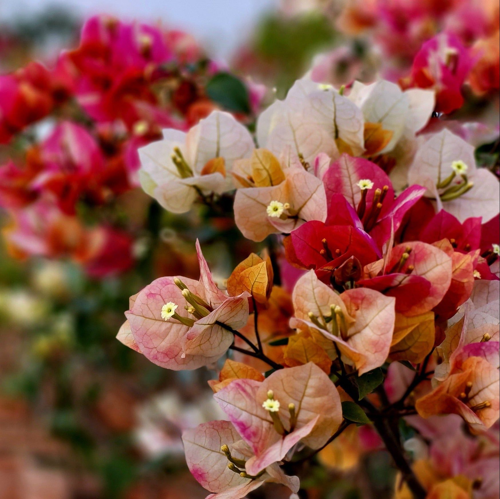 Lady Zyra Bougainvillea Plant - Naturemart