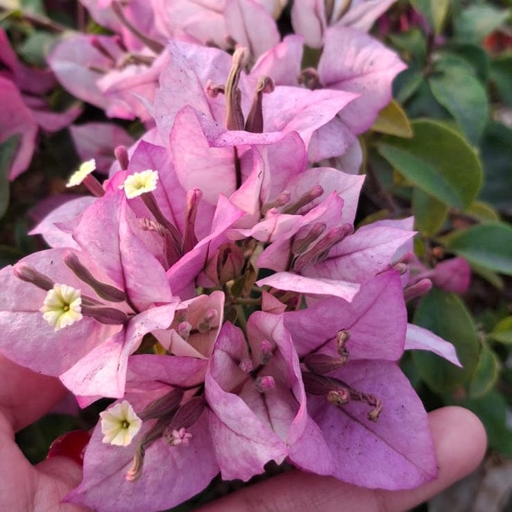 Tricolor Bougainvillea Plant - Naturemart