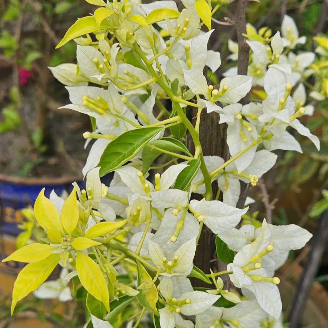 Cloud White Bougainvillea Plant - Naturemart