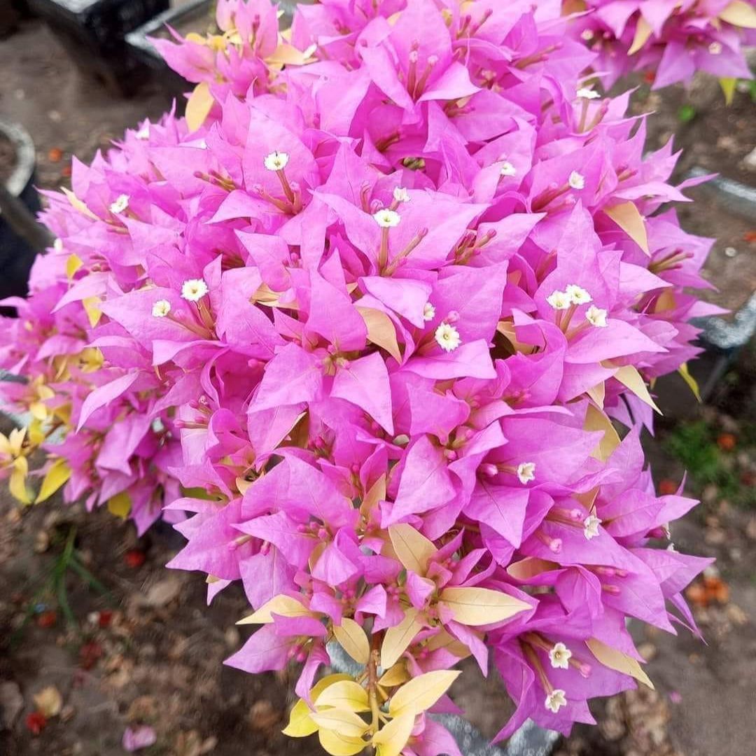 Pink Panther Taiwan Bougainvillea Plant - Naturemart