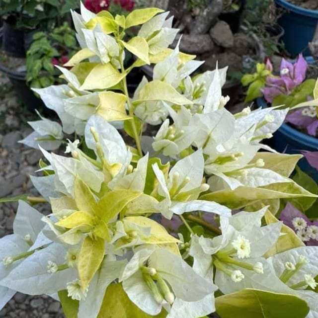 White Panther Bougainvillea (grafted) Plant - Naturemart