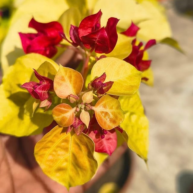 Moonlight Chitra Bougainvillea Plant - Naturemart