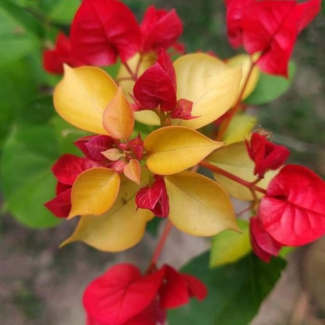 Albino Red Bougainvillea Plant - Naturemart