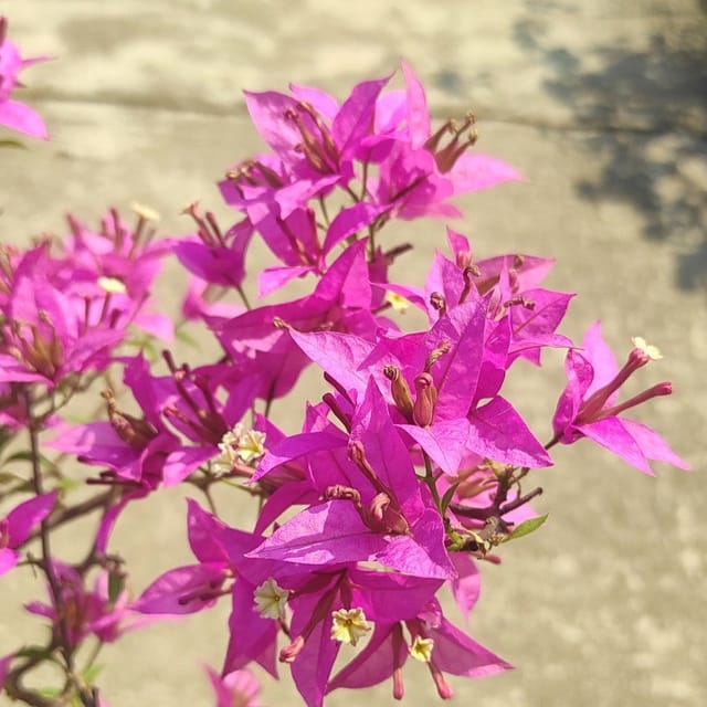Suchitra Sen Bougainvillea Plant - Naturemart