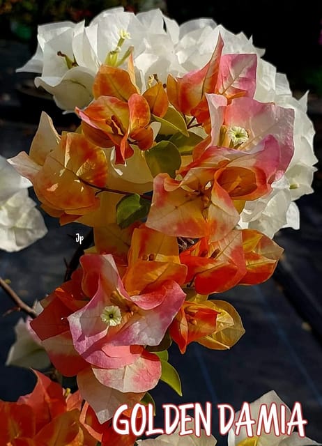 GOLDEN DAMIA Bougainvillea Plant - Naturemart