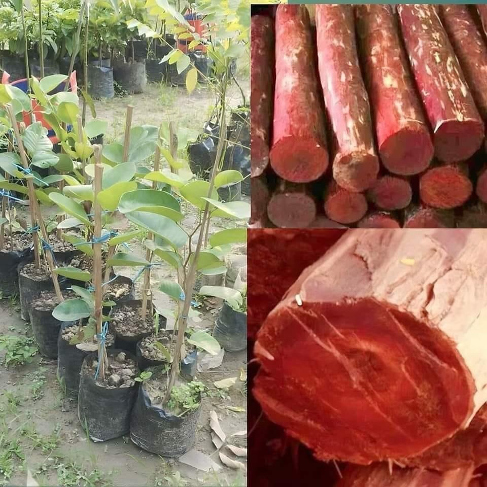 Rare Red Sandalwood plant / Lal Chandan Plant - Naturemart