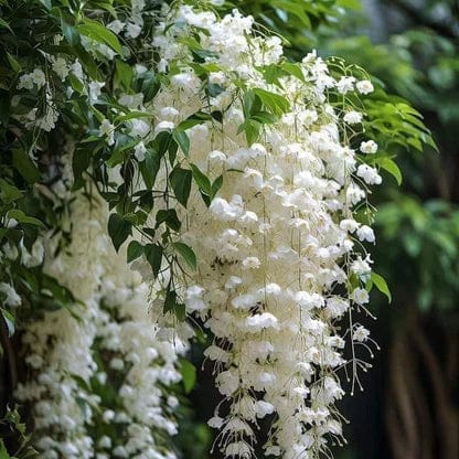 Day creeper jasmine flower plant - Naturemart