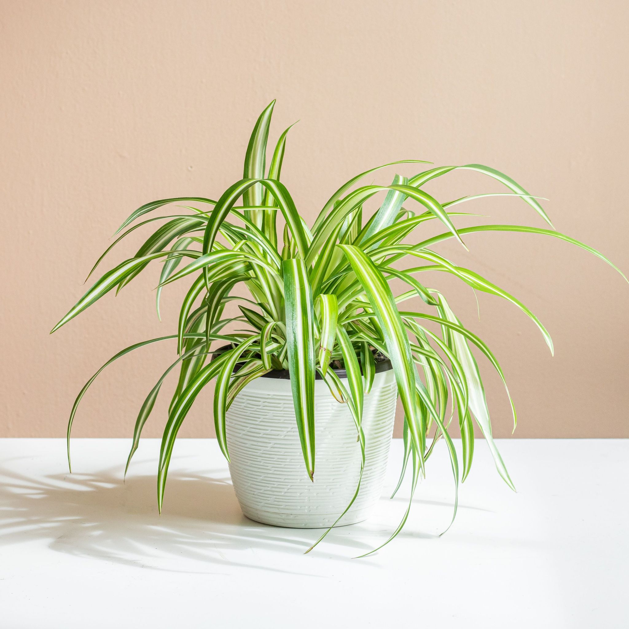 Spider Plants - Naturemart