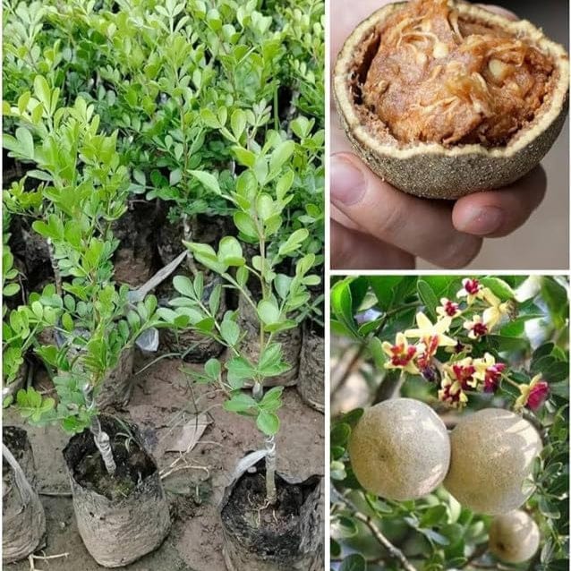 Thai Wood Apple | Feronia limonia plant - Naturemart