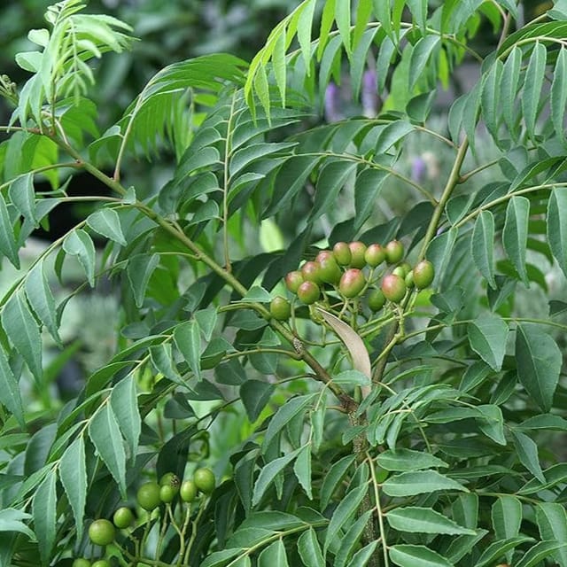 Kari Patta Plant - Naturemart