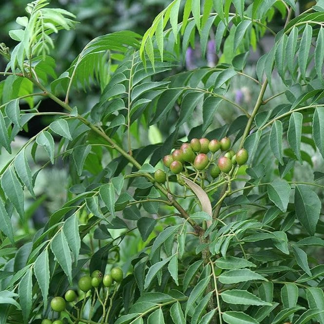 Kari Patta Plant - Naturemart