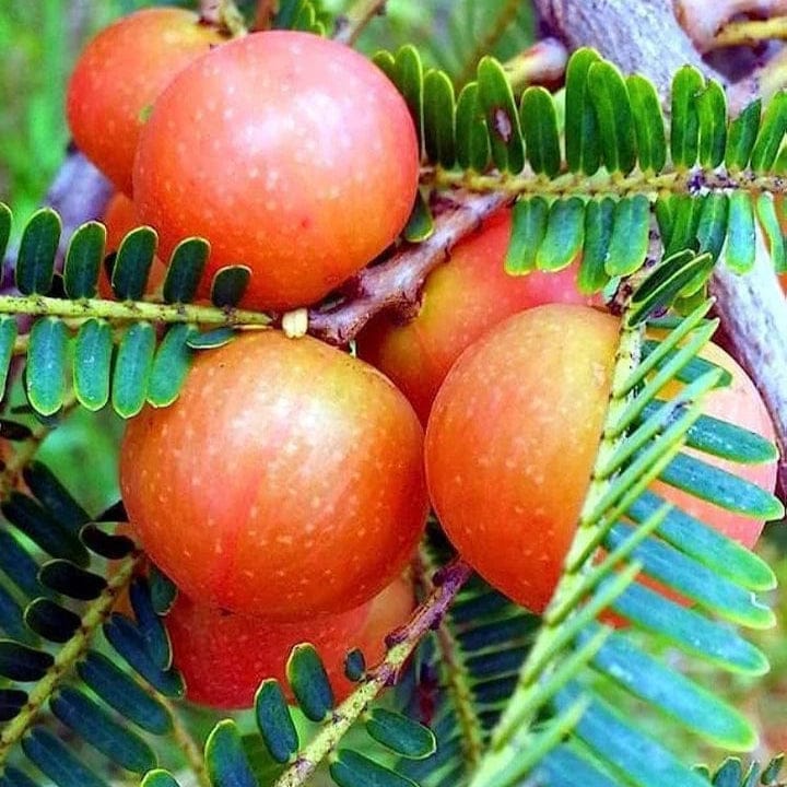 RED AMLA FRUIT PLANT (grafting) - Naturemart