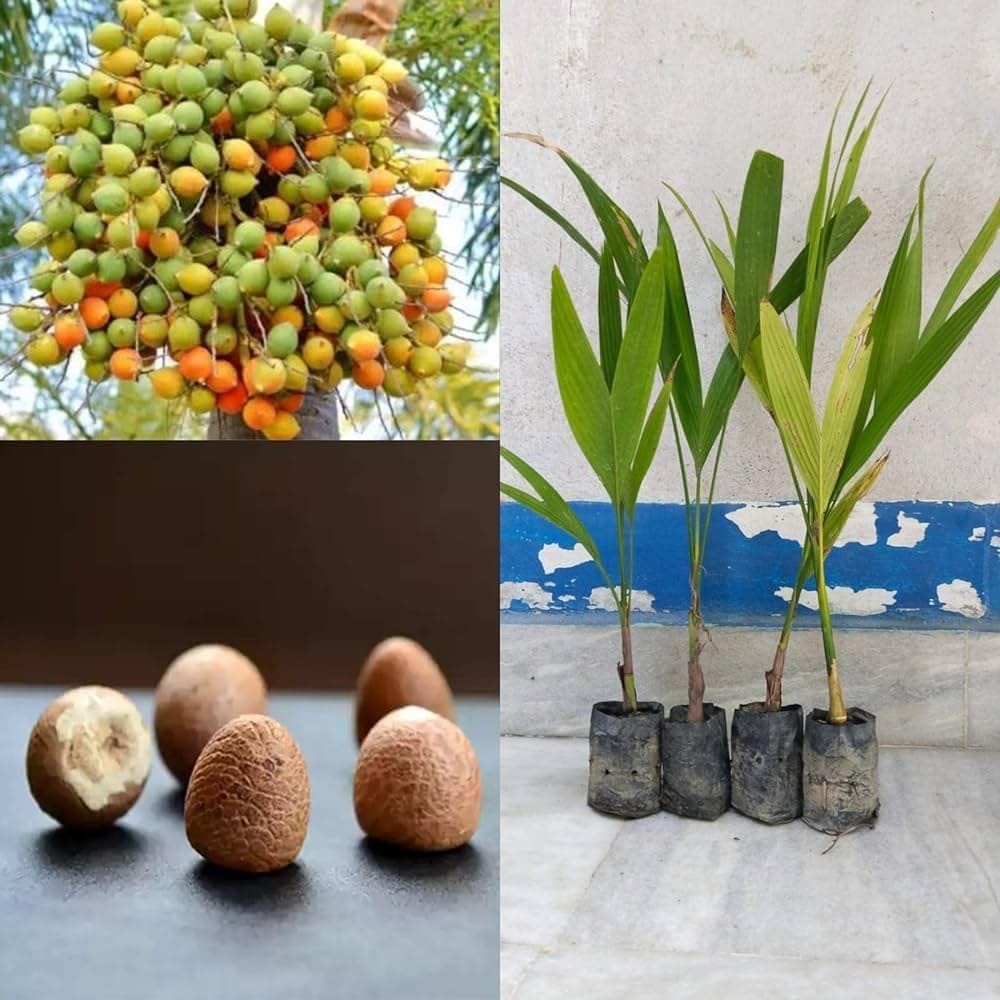 Supari Plant (Betel Nut) Plant - Naturemart