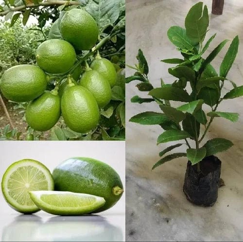 Gandharaj Lemon Fruit Plants - Naturemart