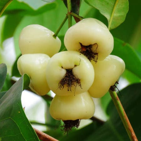 Water Apple(White)Fruit Plants - Naturemart