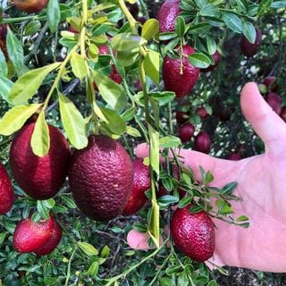 Austrelian Red Lime Fruit Plants - Naturemart