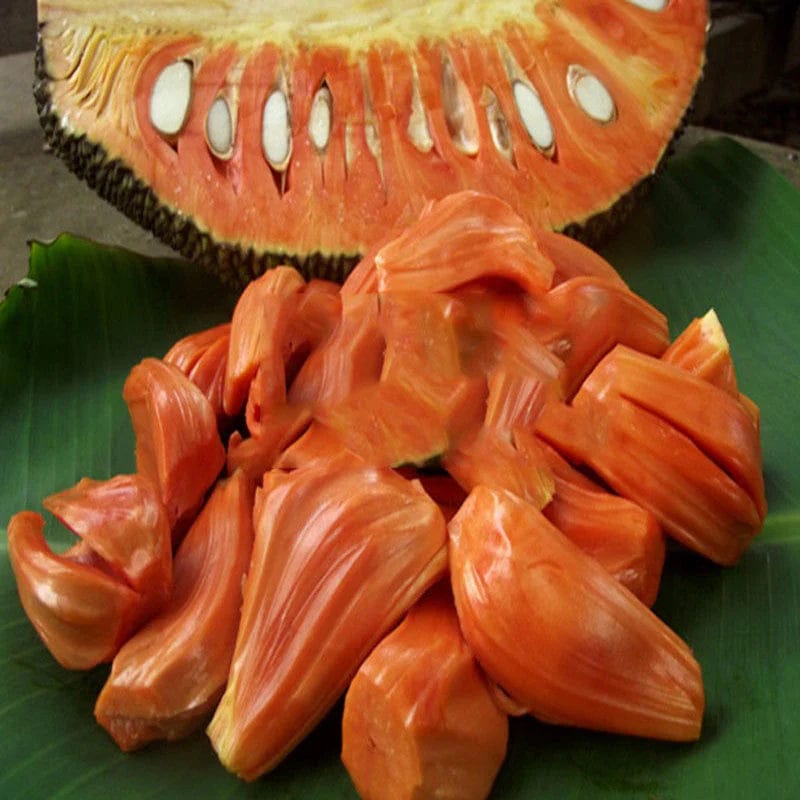 Red JackFruit Grafting Plants - Naturemart