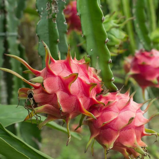 Dragon Fruit Plant - Naturemart