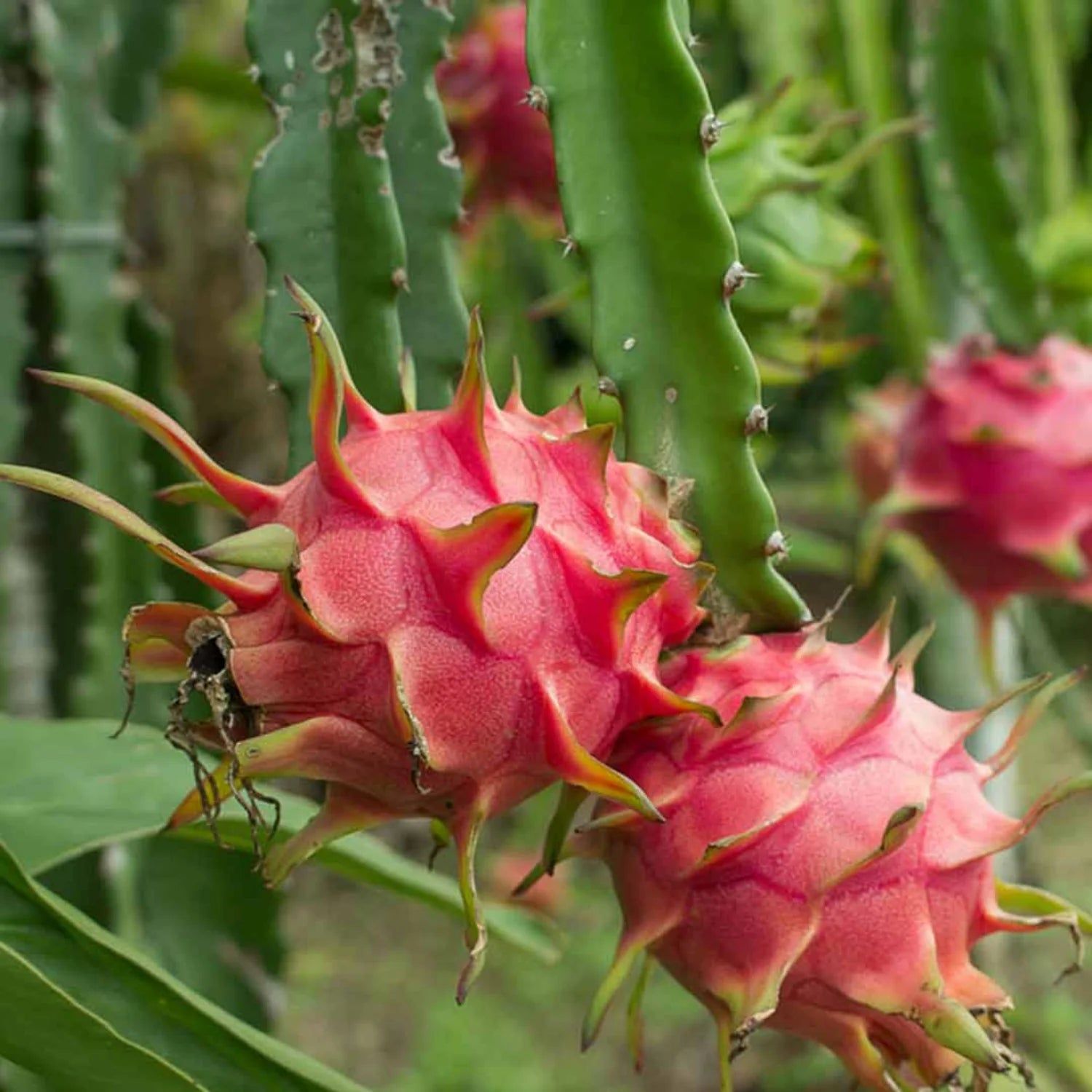 Dragon Fruit Plant - Naturemart