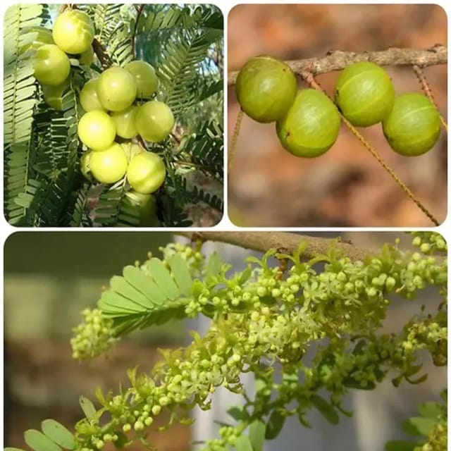 Amla (Grafted)- Fruit Plants - Naturemart