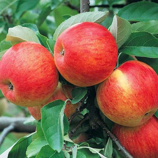 Apple Fruit Plant - Naturemart