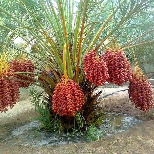 Dwarf Arabian Date Plant- Naturemart Dwarf Arabian Date Plant- Naturemart