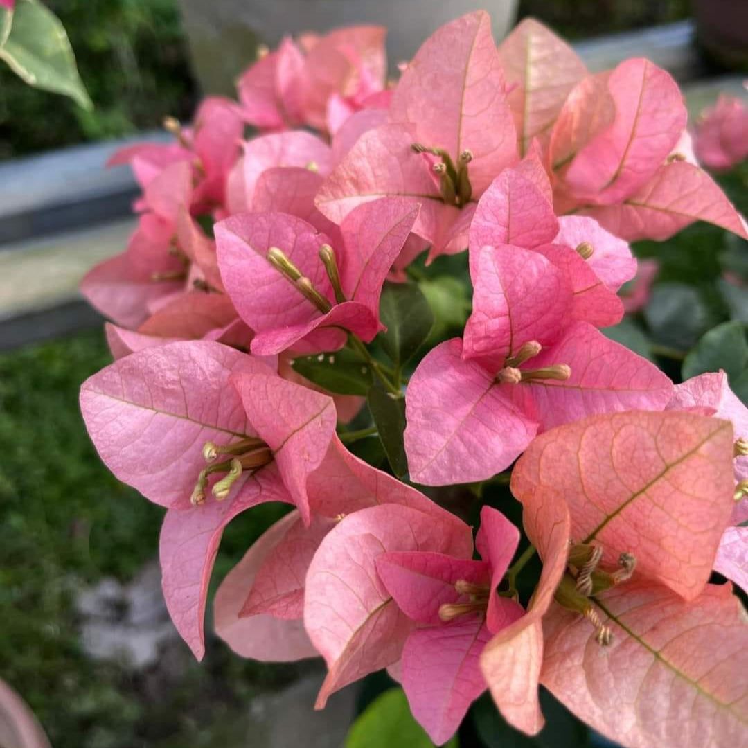 Kayata Bougainvillea Plant - Naturemart