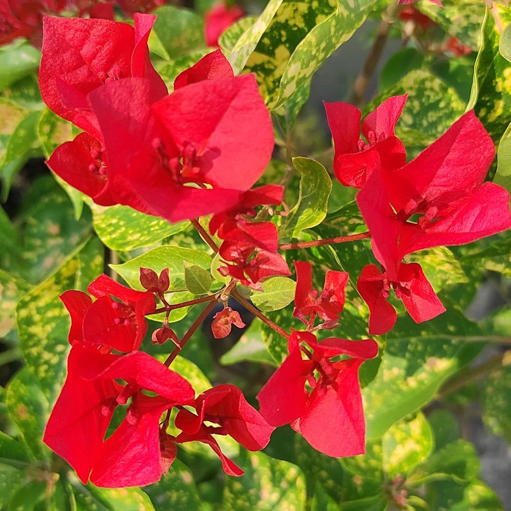Red Diamond Bougainvillea Plant - Naturemart