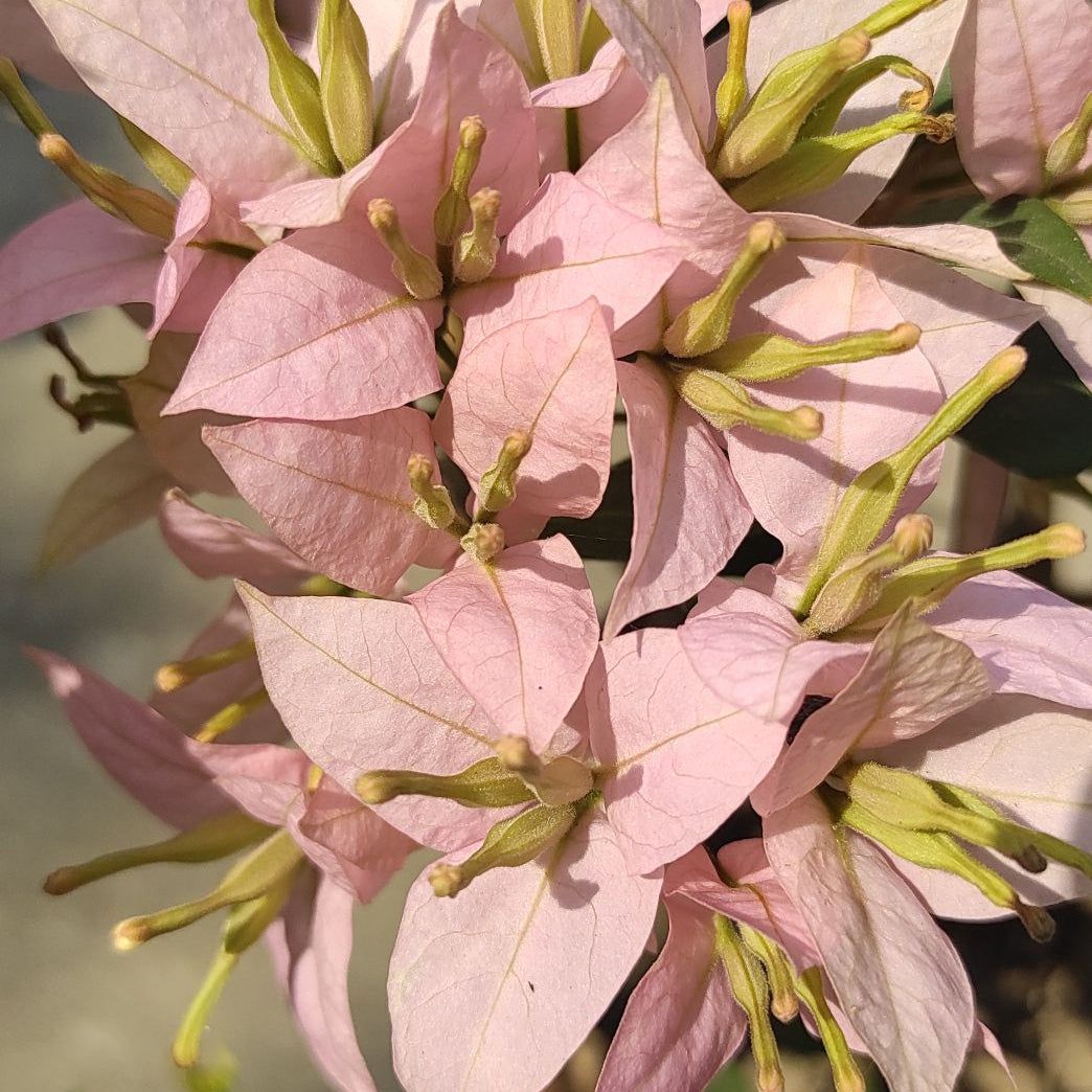 Balaka Bougainvillea Plant - Naturemart