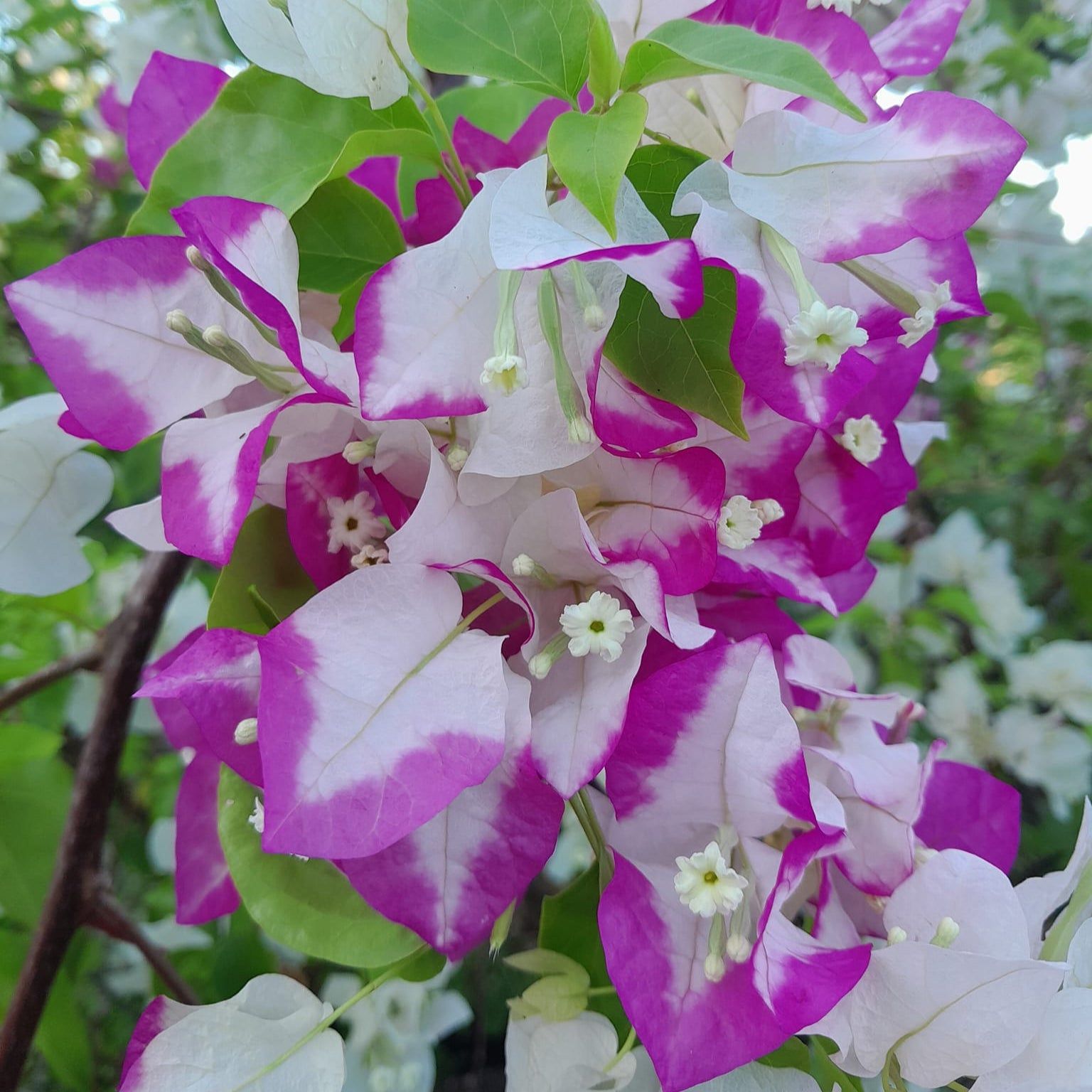 Lipstick Bougainvillea Plant - Naturemart