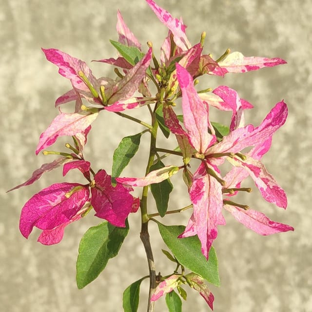 Sexy Ice Bougainvillea Plant - Naturemart
