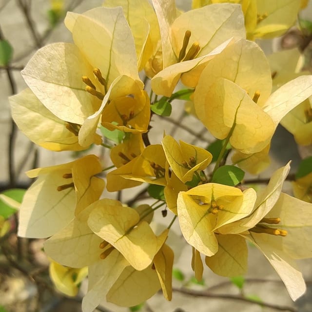 Suvarna Bougainvillea Plant - Naturemart