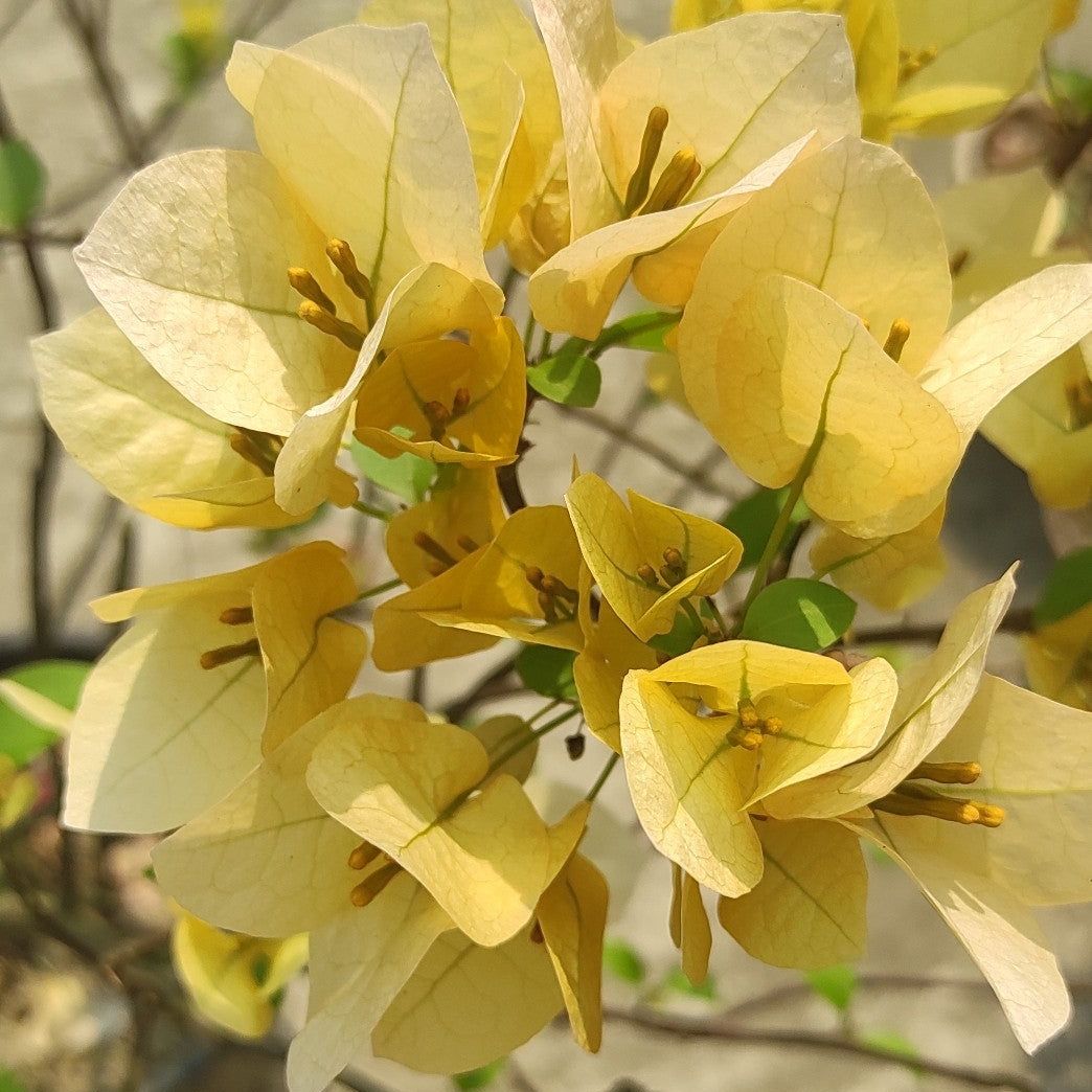 Suvarna Bougainvillea Plant - Naturemart