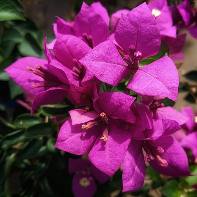 Spectrum Bougainvillea Plant - Naturemart Spectrum Bougainvillea Plant - Naturemart