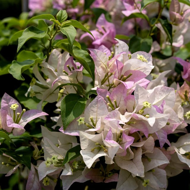 Begum Sikander Bougainvillea Plant - Naturemart