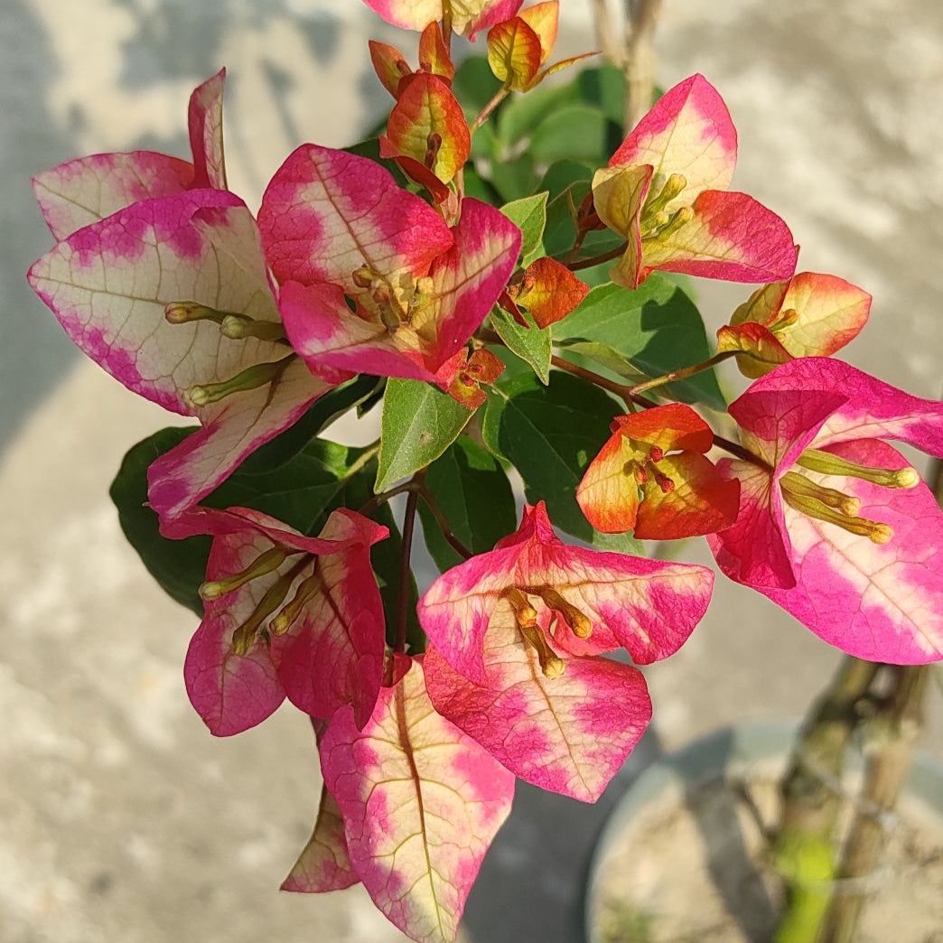 3 Star Bougainvillea Plant - Naturemart