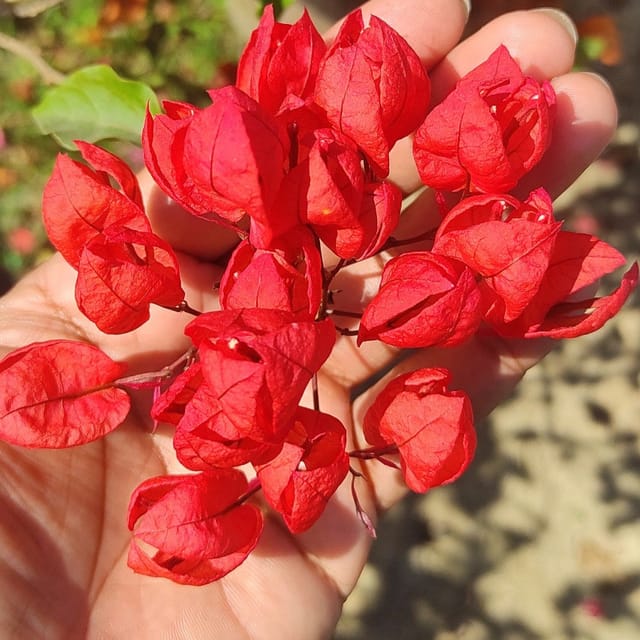 Red Tanglong Bougainvillea Plant - Naturemart Red Tanglong Bougainvillea Plant - Naturemart