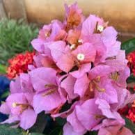 Mahathir pink bougainvillea Plant - Naturemart
