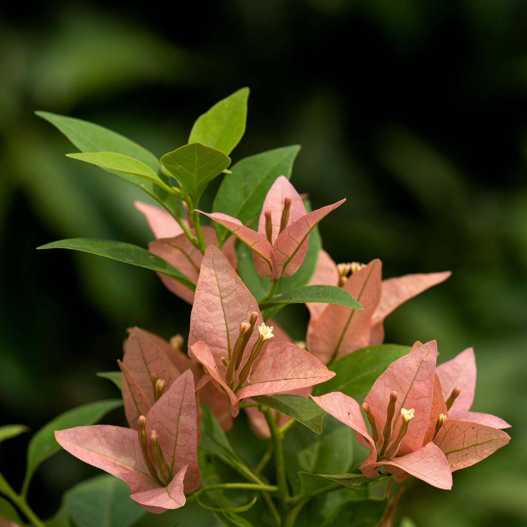 Brizza Peach Bougainvillea Plant - Naturemart