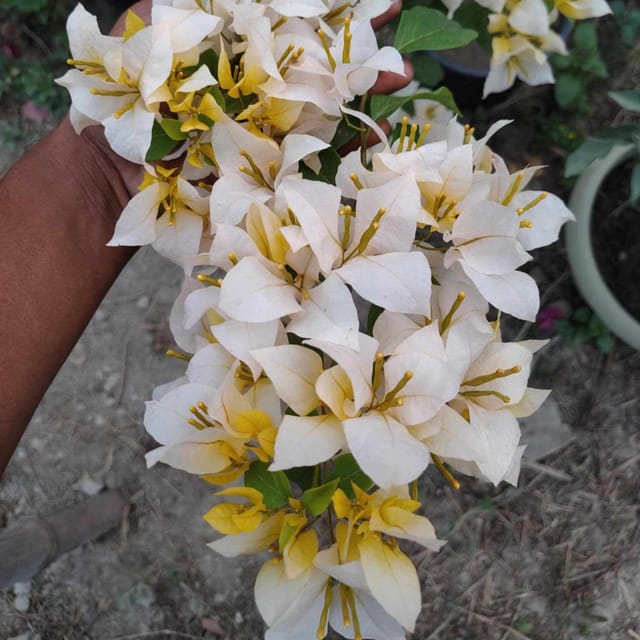 Foxtail Yellow Bougainvillea Plant - Naturemart
