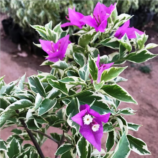Blueberry Ice Bougainvillea Plant - Naturemart Blueberry Ice Bougainvillea Plant - Naturemart