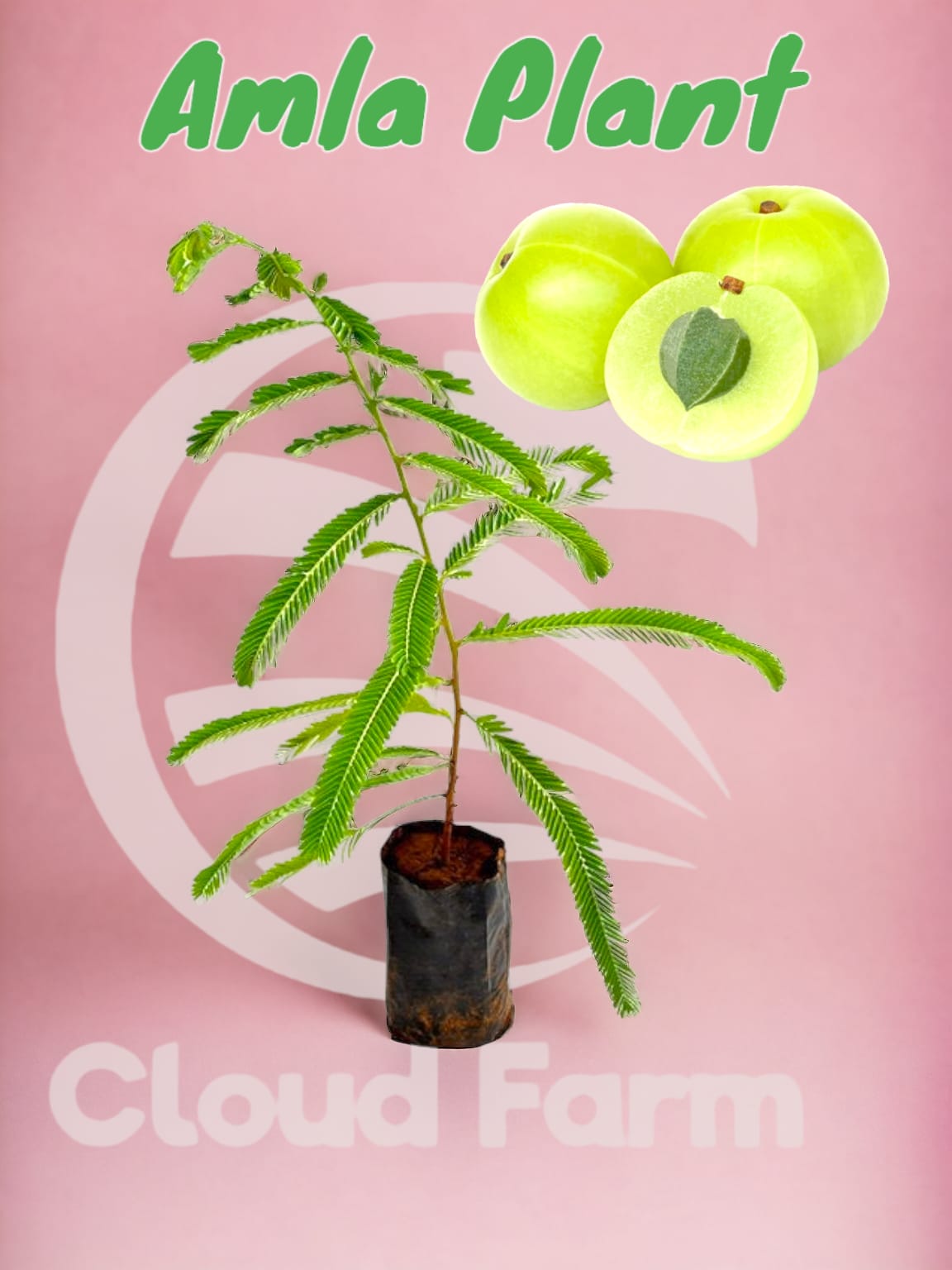 Amla Healthy Grafted Plant