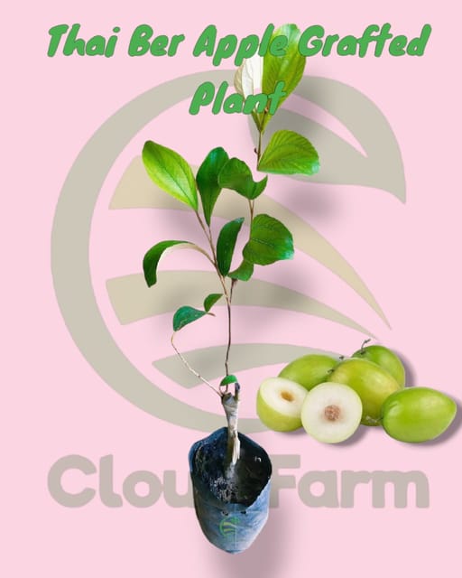 Thai Ber Apple Grafted Plant Thai Ber Apple Grafted Plant