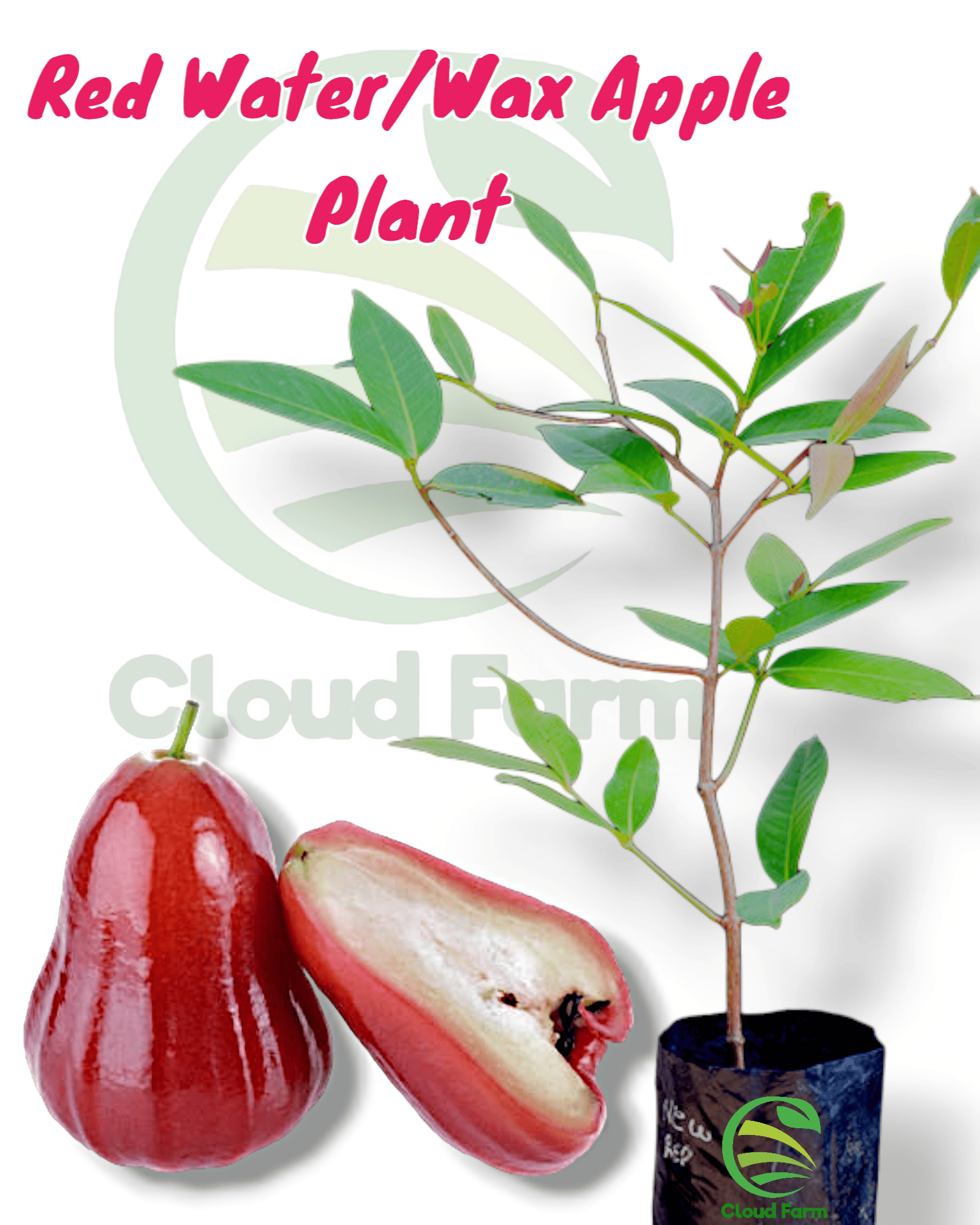 Red Water Wax Apple Healthy plant