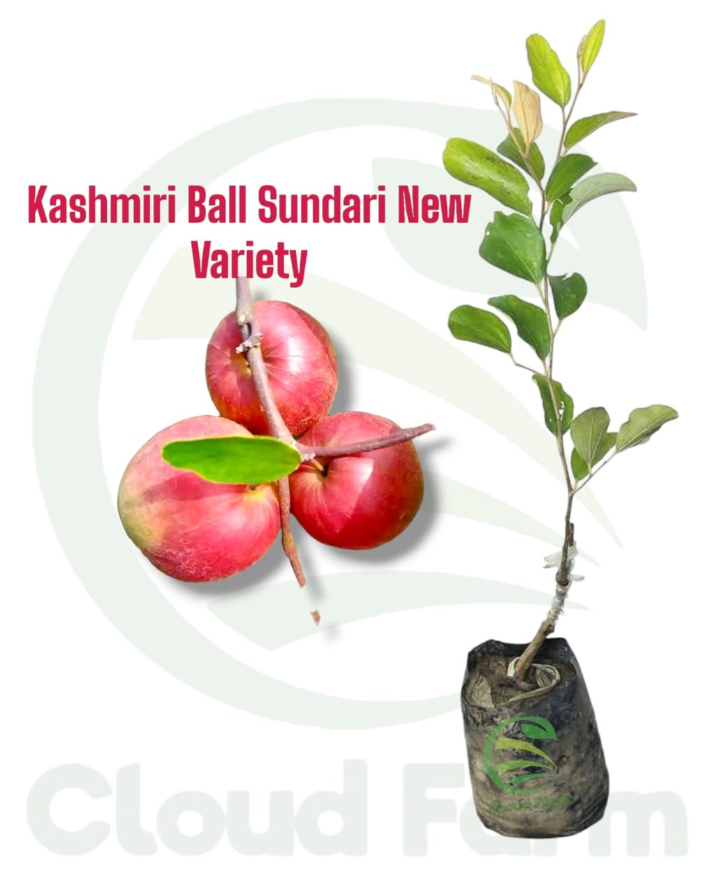 Kashmiri Ball Sundari Ber Apple Grafted Healthy Plant