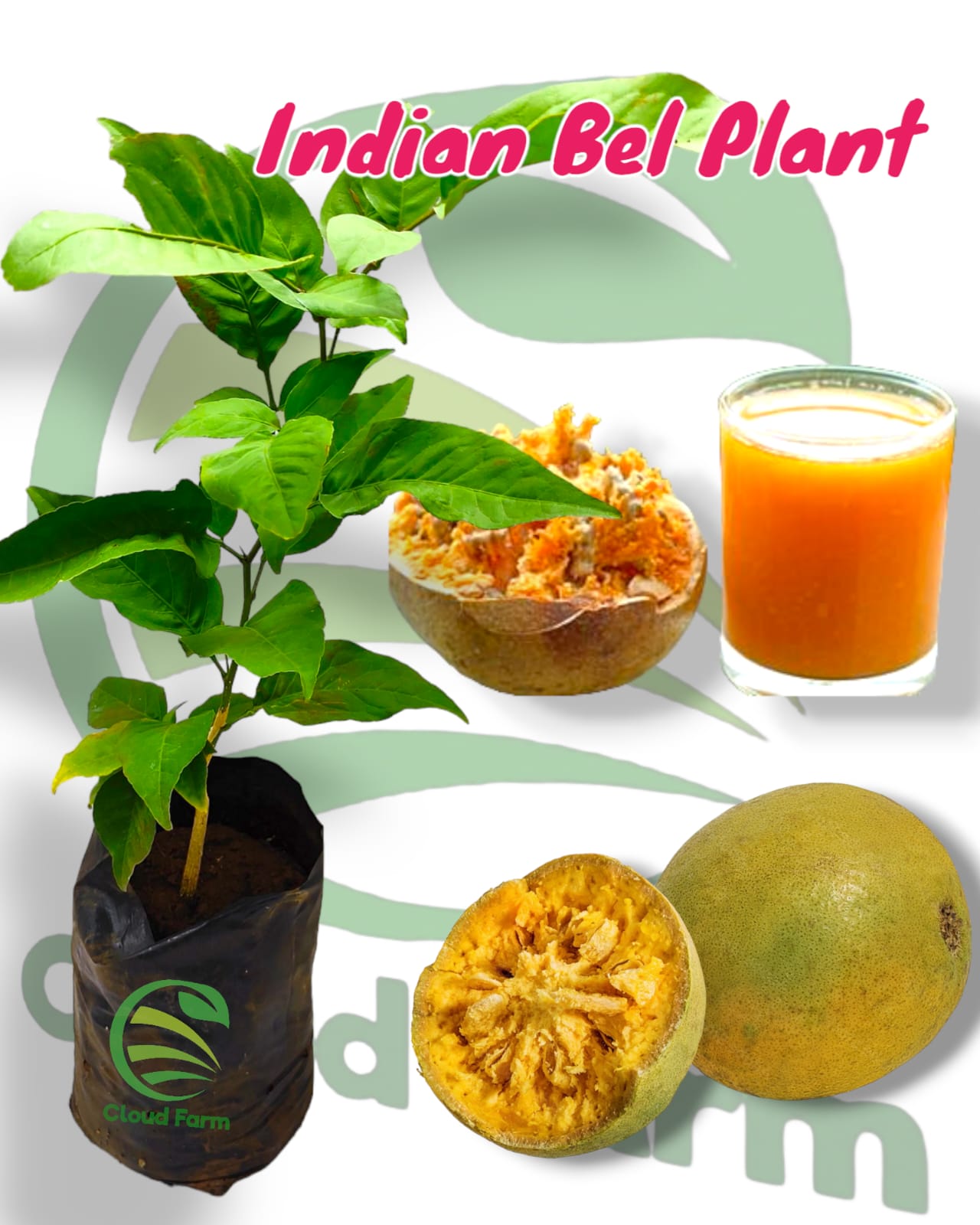 Bilva/Bael/Aegle Marmelos Fruit Healthy Plant